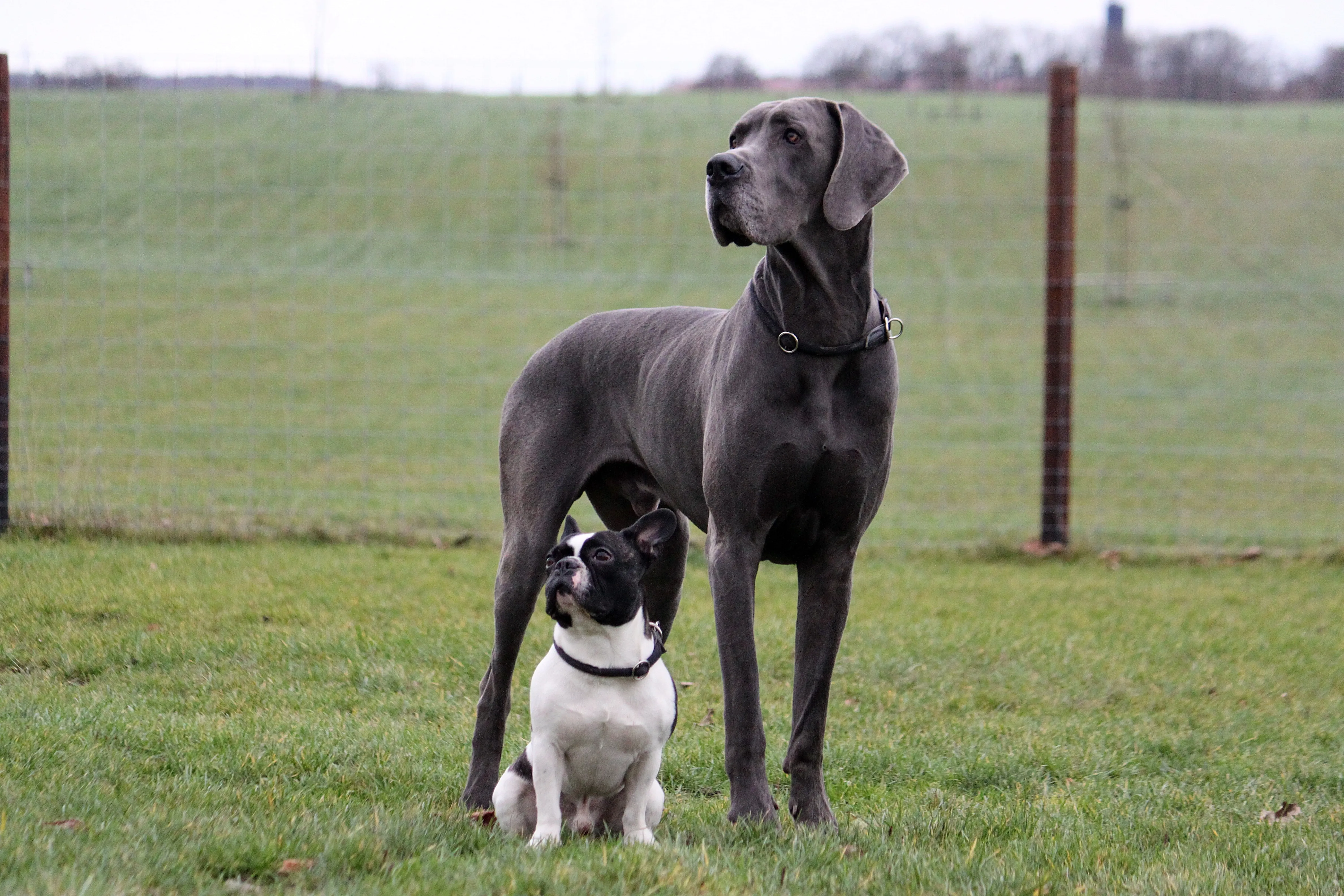 Franse Bulldog en Duitse Dog