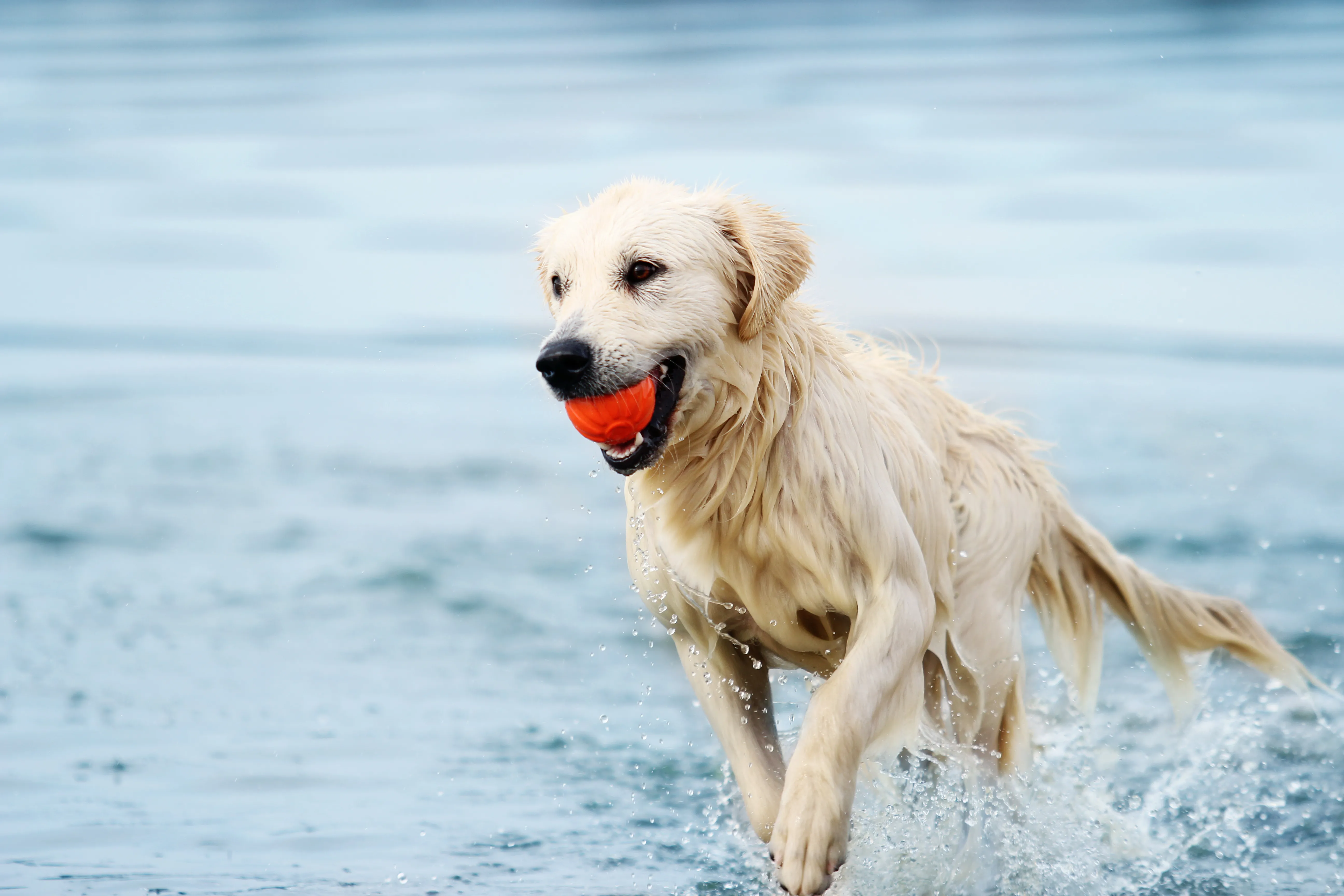 Hond speelt met een veilige hondenbal