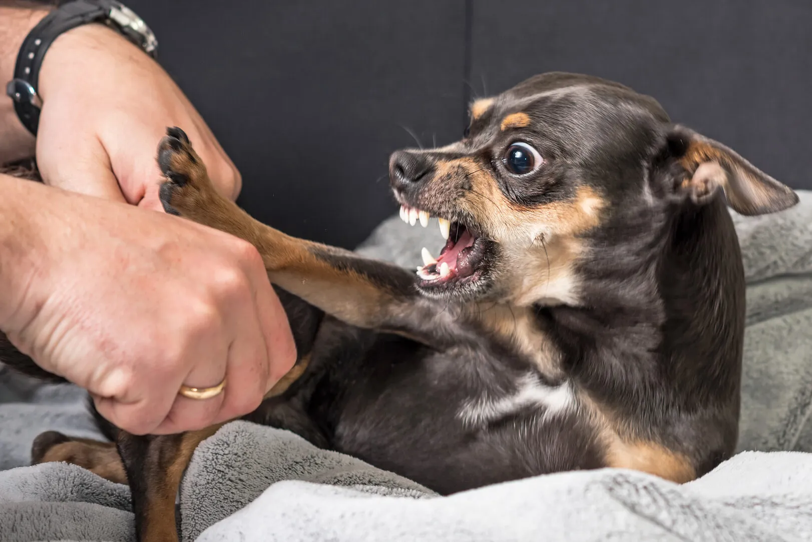Hond hapt tijdens het aaien