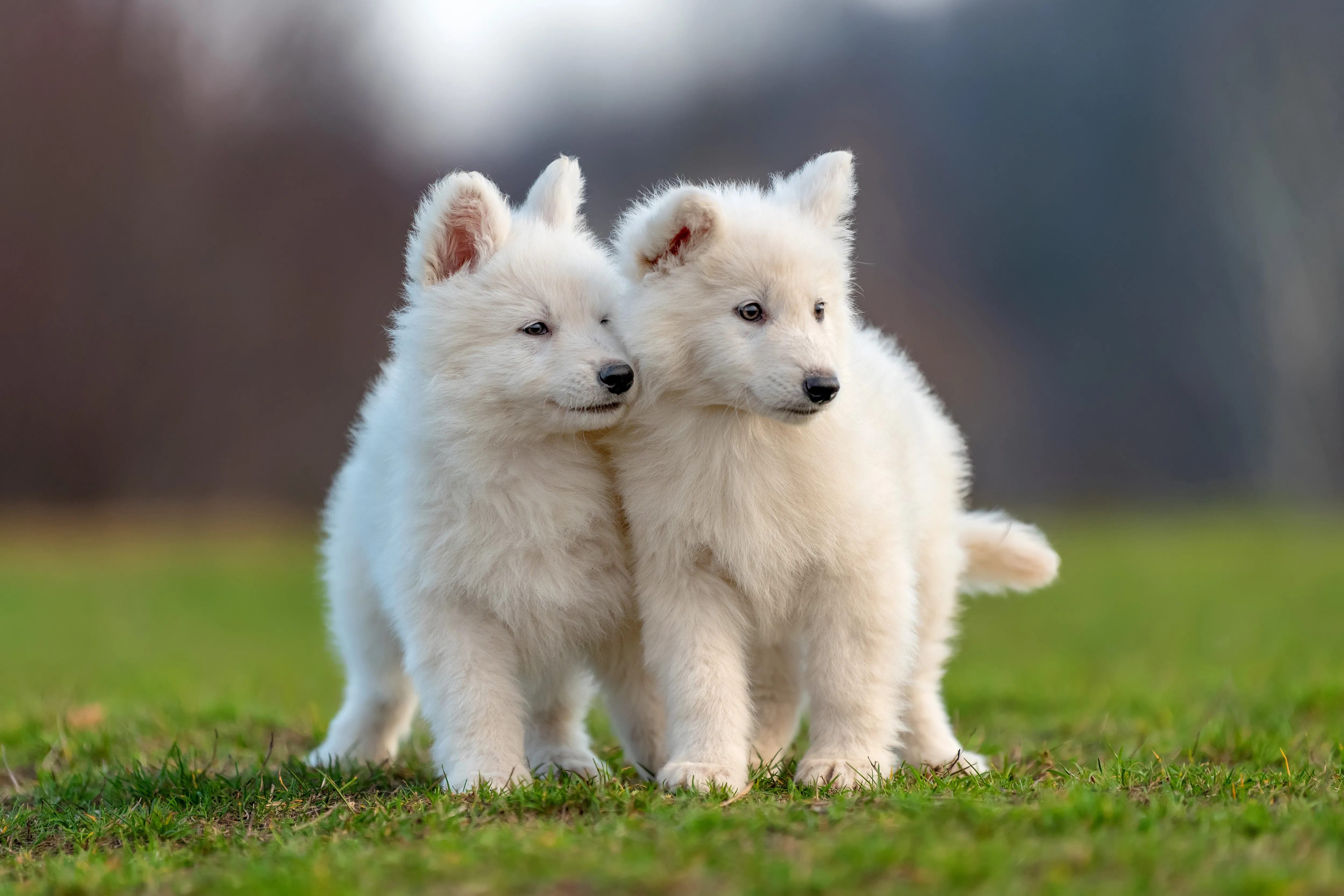 Puppy met coccidiose