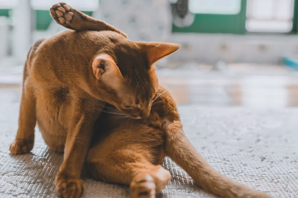 Kat met blaasstenen likt zijn geslachtsdelen