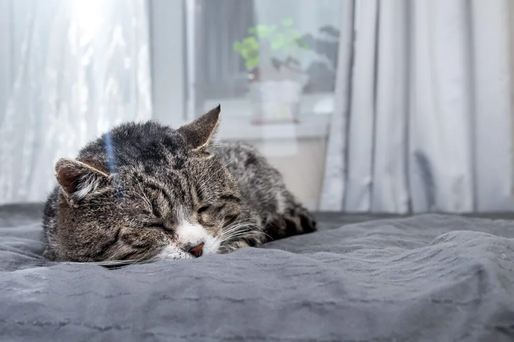 Een bejaarde kat met nierinsuffici&euml;ntie slaapt