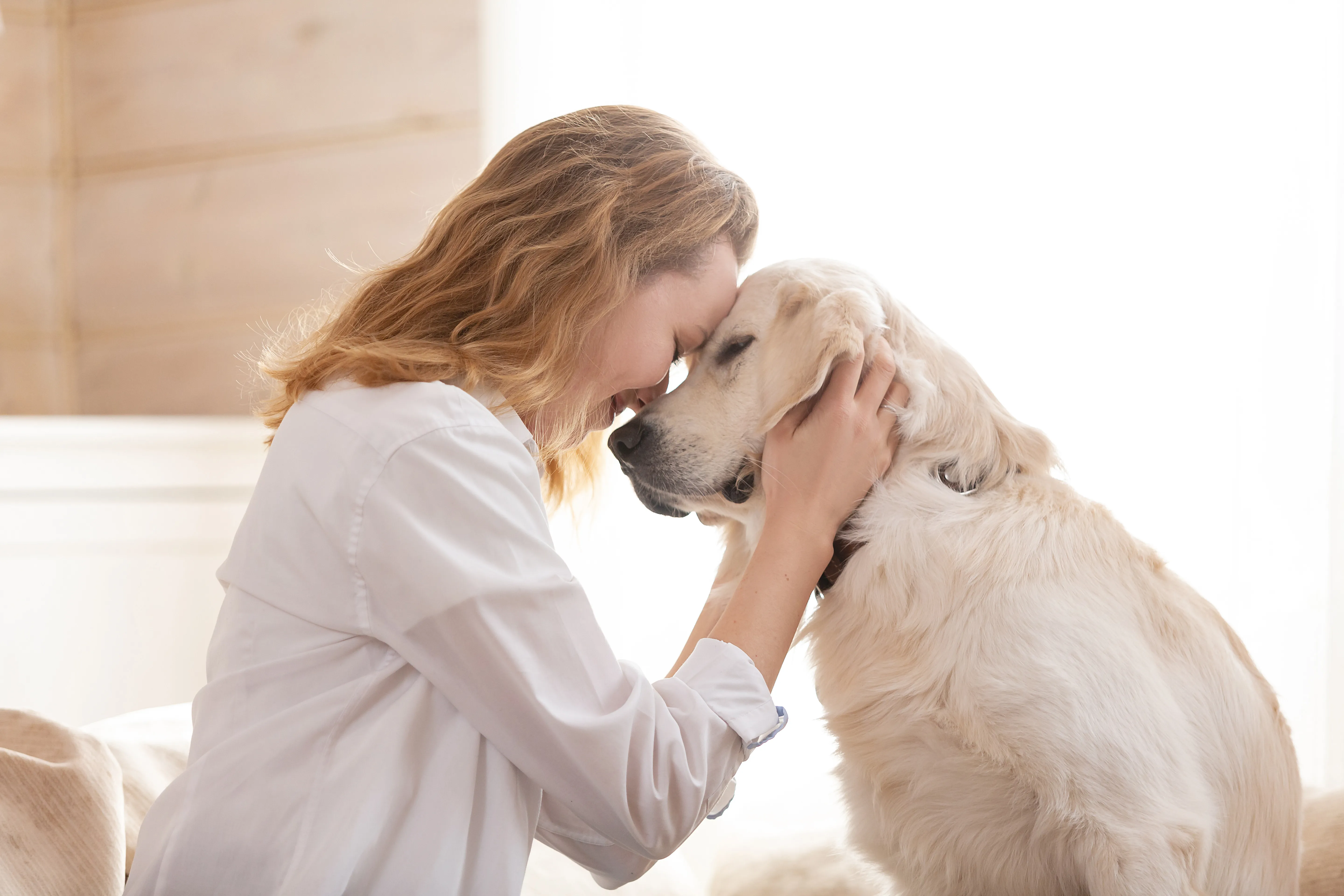 Golden Retriever hond met leveraandoening