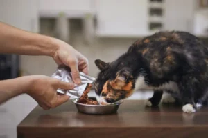 Voer voor diabetische katten: Wat is de beste keuze?